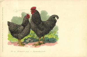 Chicken Hen Rooster, Plymouth Gesp., Plymouth Rocks (1910s) No. 21