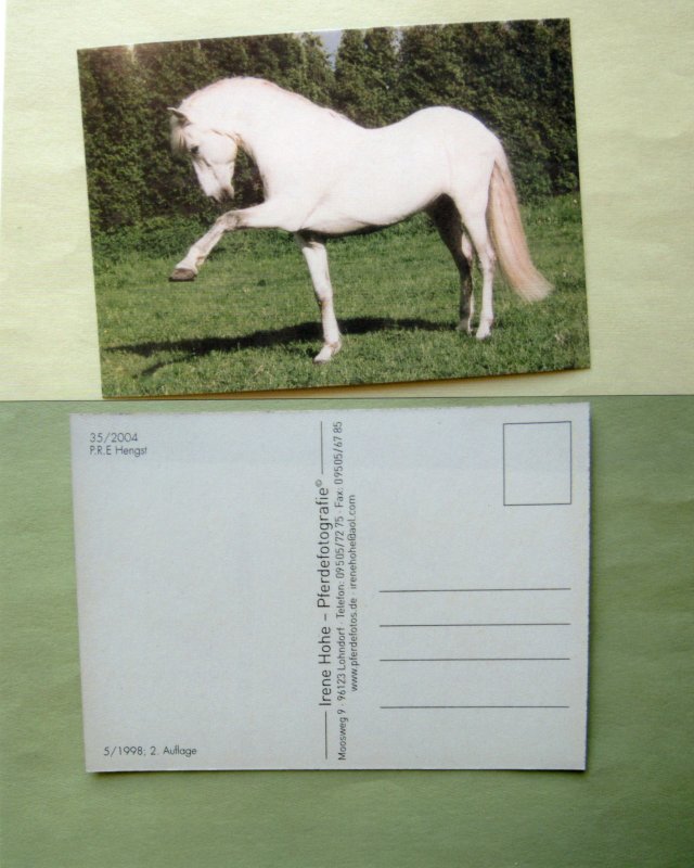 Beautiful White / Light Grey Prancing Horse Postcard Stallion Equine