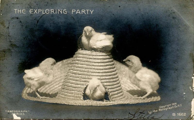 The Exploring Party - Baby Chicks on a Hat     *RPPC