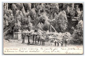 Fern Tree Bower Tasmania Australia Surrey Abinger DB Postcard K17