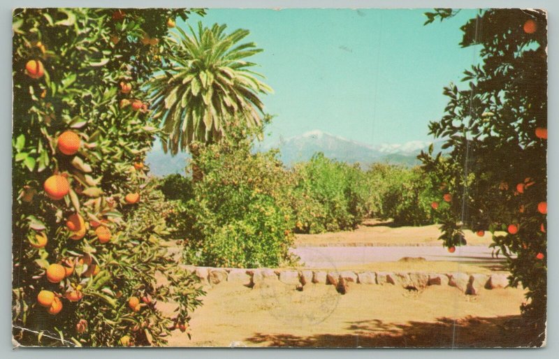 Los Angeles California~Oranges Growing In Fields~Standard Chrome Postcard