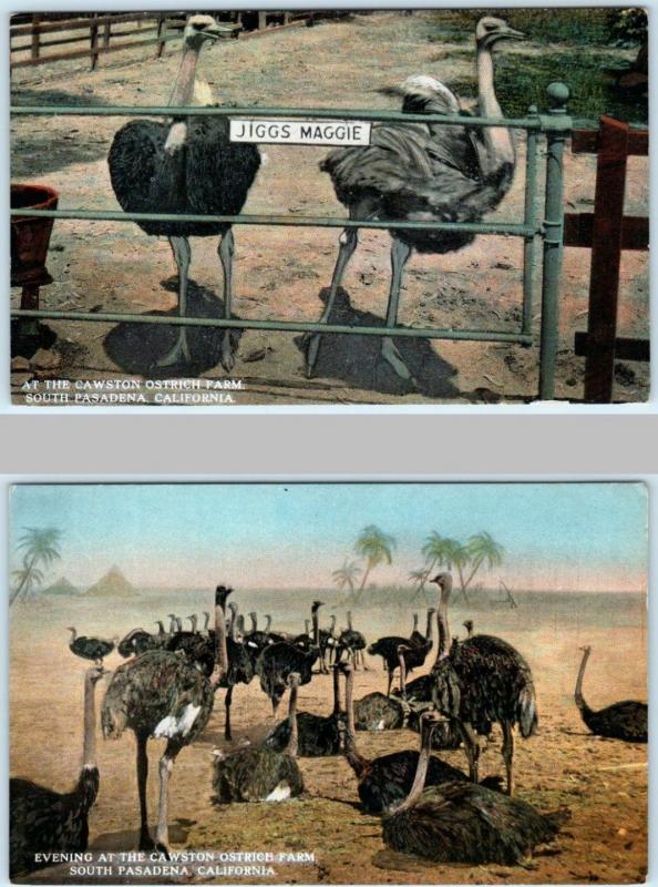 2 Postcards SOUTH PASADENA, CA~ Cawston OSTRICH FARM Jiggs & Maggie  ca 1910s