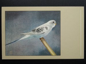Bird Theme BUDGERIGAR (DANISH) c1950s Postcard by P. Sluis Series 7 No.74