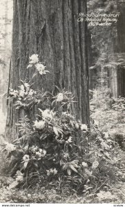 RP: Rhododendron , REDWOOD HIGHWAY , California , 1930-40s ; Art-Ray 1969