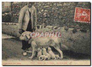 Old Postcard Dog Dogs of the Pyrenees The Luncheon