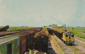 Trainload Of Sugar Cane In Railway Sugar House Yard Of United States Sugar Co...