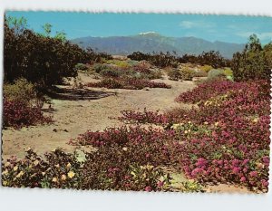 Postcard Springtime On The Desert
