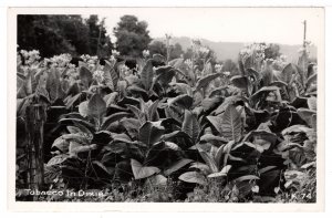 Tobacco in Dixie, United States
