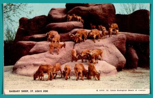 Missouri, St Louis - Barbary Sheep - St Louis Zoo - [MO-103]