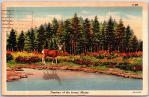 Maine ME, Denizen of the Forest, 1941 Elk Deer, Wild Animals, Vintage Postcard