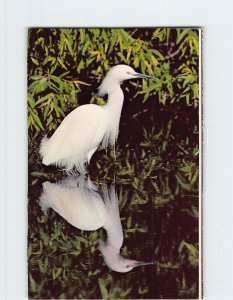 Postcard Snowy Egret, Everglades National Park, Florida