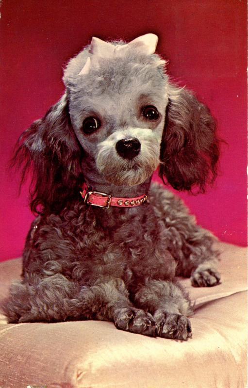 Dog -  Poodle (Silver)