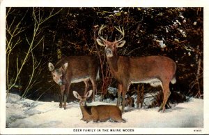 Deer Family In The Maine Woods 1930 Curteich