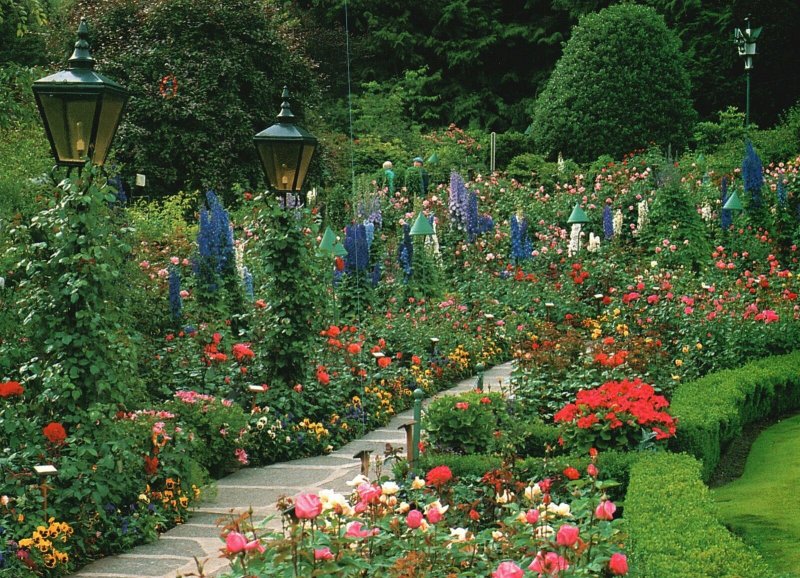 Vintage Postcard 1995 The Butchart Gardens Roses Victorian B.C. Canada 