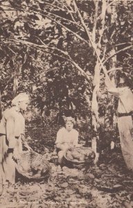 TRINIDAD , 1900-10s ; Picking Cocoa