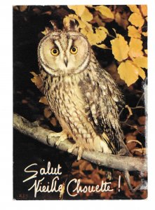 Hello Old Owl Salut Vieille Chouette Collection Orion Paris 4X6 Postcard