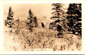 Alaska Kenai Peninsula Winter Scene With Moose Real Photo