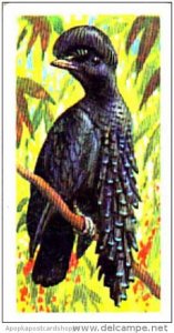 Brooke Bond Trade Card Tropical Birds No 20 Ornate Umbrella Bird