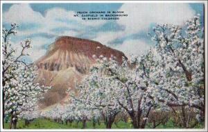 CO - Peach Orchard in Bloom, Mt. Garfield