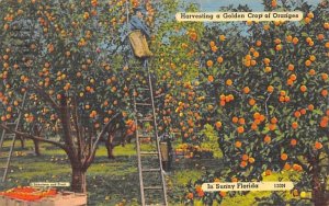 Golden Crop of Oranges in Sunny Florida, USA  