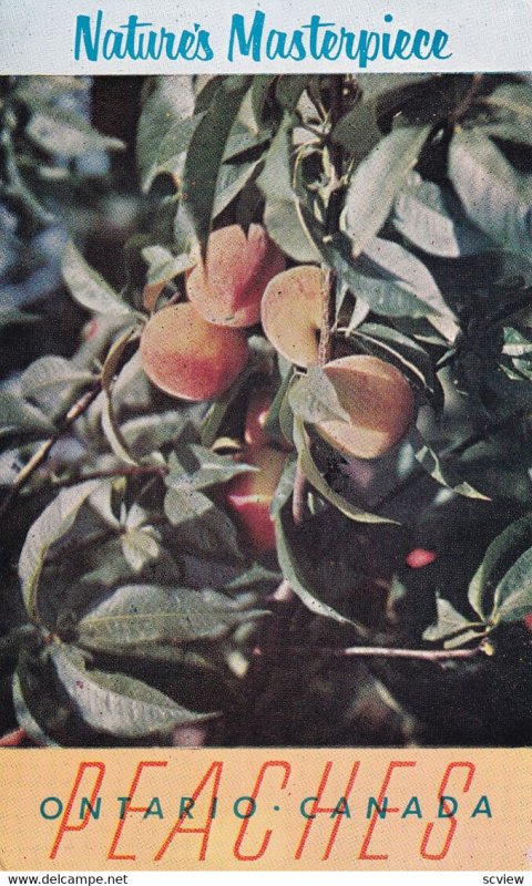 ONTARIO, Canada, 1940-60s; Nature's Maseterpiece, Peaches