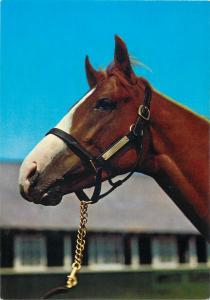High quality Kruger Publishing postcard animals horse