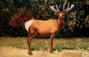 New York Zoological Park Americam Wapiti Or Elk Antlers In Velvet