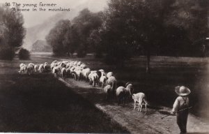 Sheep Flock Of Sheep With Young Farmer Real Photo