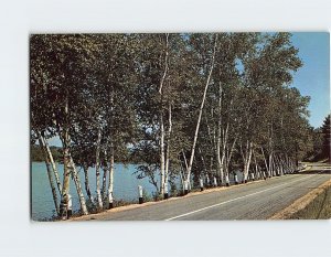 Postcard Birches line the highway along the shores of Crystal Lake, Maine