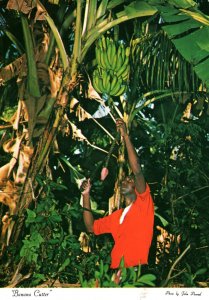 VINTAGE CONTINENTAL SIZE POSTCARD JAMAICAN BANANA CUTTER AT WORK MONTEGO BAY