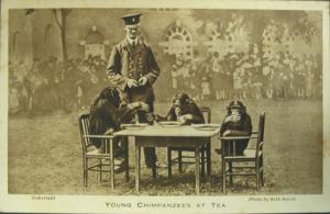 LONDON ZOO Man Pours Tea for Chimpanzees c1910 PC#1