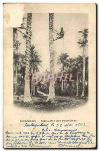 Old Postcard Conakry Guinea picking Palmistes