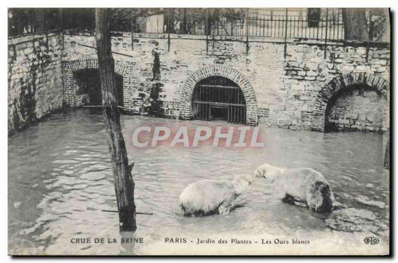 Old Postcard Bear Crue of the Seine Paris Jardin des Plantes Polar bears