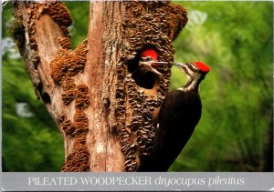 Birds Pileated Woodpacker