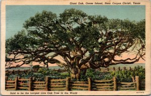 Postcard TX Giant Oak Goose Island Near Corpus Christi LINEN 1940 S48