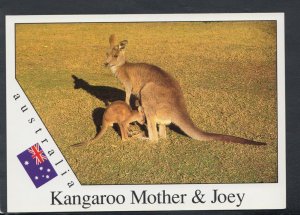 Animals Postcard - Australian Kangaroo & Joey  RR5322