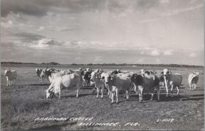 RPPC Postcard Brahman Cattle Kissimmee FL