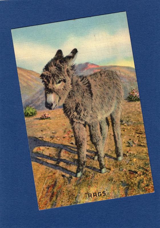 Donkey / Burro RAGS I Want My Mama Postcard