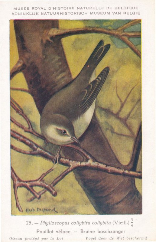 Common Chaffinch Phylloscopus Collybita WW2 Bird Rare Postcard