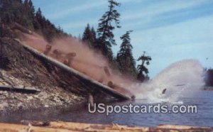 Dumping Logs - Misc, Washington WA  