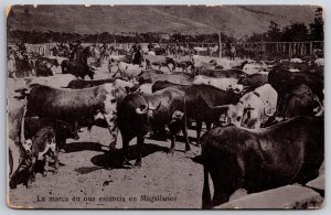 Huaso Branding Cattle at Ranch Magallanes Chile 1908 DB Postcard K7