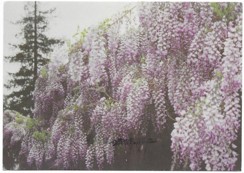 US Sierra Madre's World Famous Wisteria Vine, California. Stamp #4001a