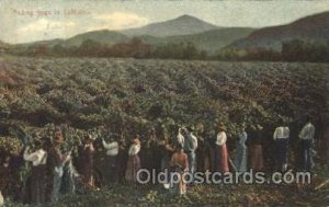 Picking hops in Calofornia Farming, Farm, Farmer  Postal Used Unknown 