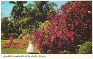 Bougainvillea, Sunken Gardens, St Petersburg, Florida, Vintage 1974 Postcard