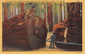 Giant Humboldt State Redwood Park, CA, USA Redwood Sequoia Trees 1953 