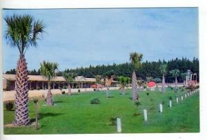 Dillon SC Pedro's Motel Palm Trees Postcard