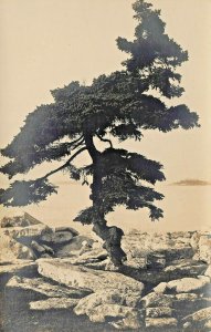 LARGE CEDAR TREE ON ROCKY COAST-CALIFORNIA?~1920s REAL PHOTO POSTCARD