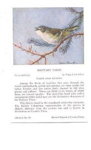 Bird, Allan Brooks, Solitary Vireo, National Museum of Canada,