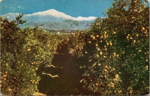 Orange Trees Grove Snow Capped Mountains Redlands California CA Postcard Unused 