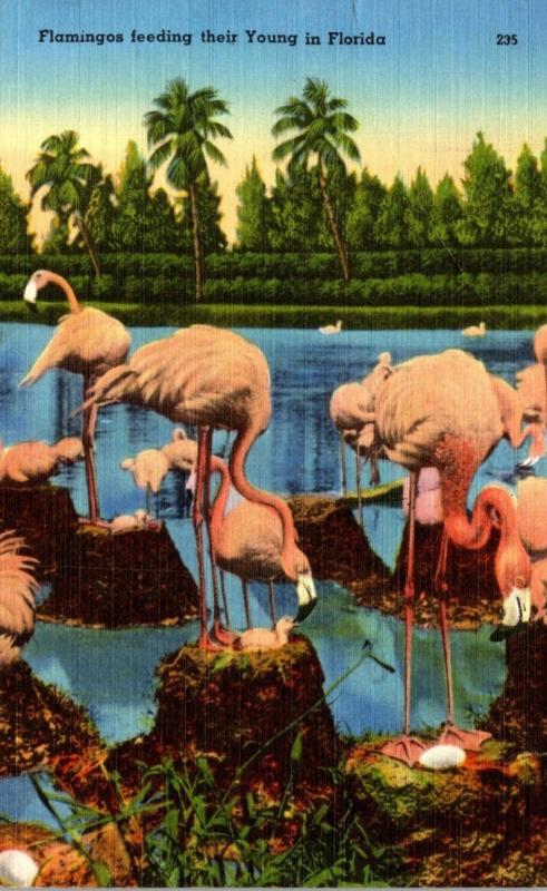 Birds Flamingos Feeding Their Young Florida 1964